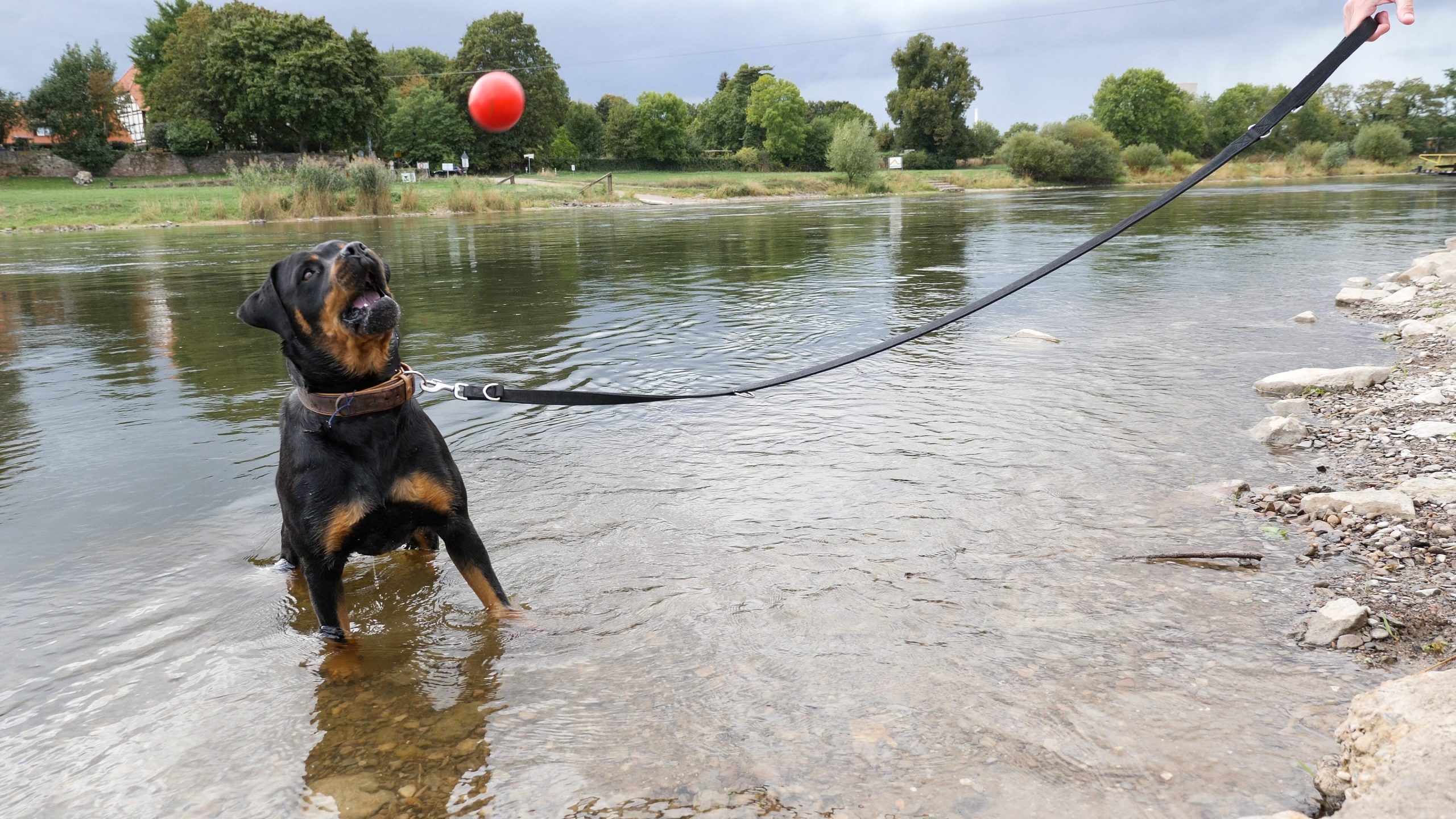 Weserwiese_Hund_Wasser_03