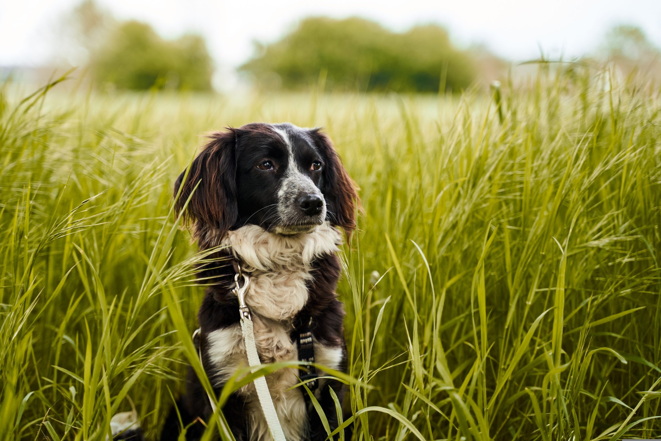 dog-4310597
