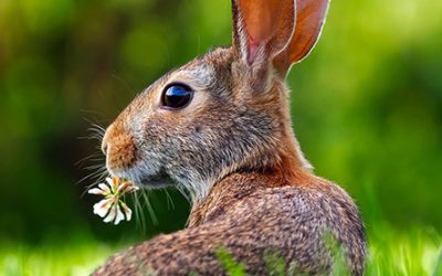 Ostern im Grohnder Fährhaus