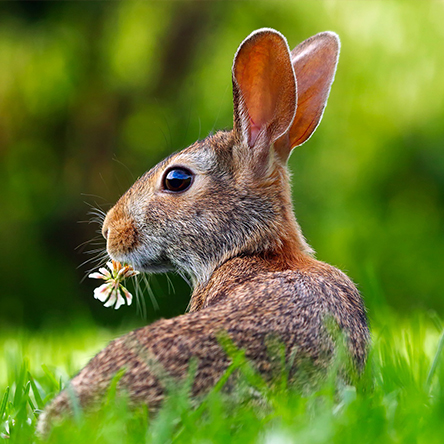 Ostern im Grohnder Fährhaus